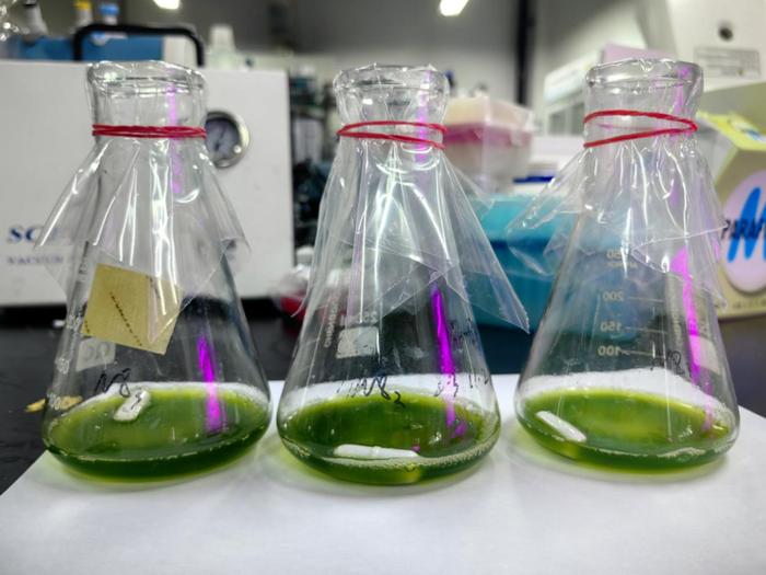 紹興上虞 科技創新驅動，秸稈變身高價值新材料，譜寫綠色經濟新篇章